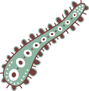 Bacteria Illustration