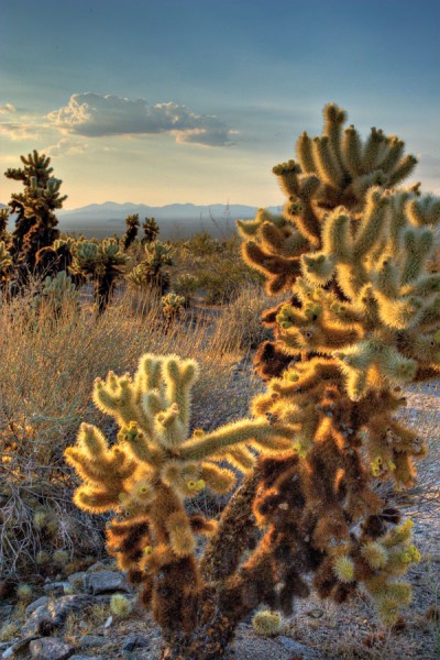 Cholla Cactus Garden