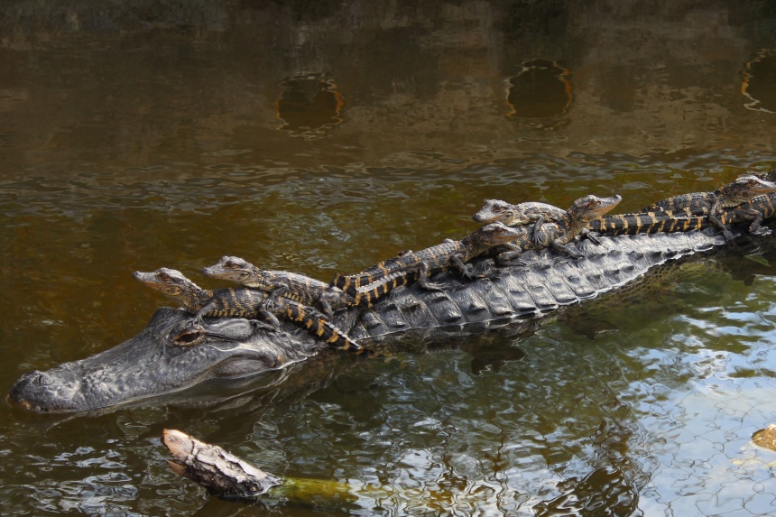 Crocodile vs. Alligator: What's the Difference? - Confused Words