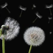 Dandelions in the wind.