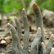 deadmans fingers