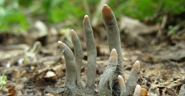 deadmans fingers