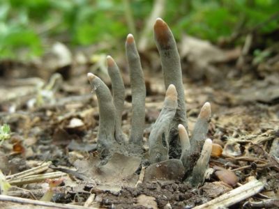 dead man's fingers