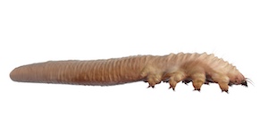 Demodex mite illustration