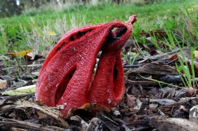 devils fingers fungus