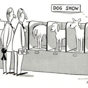 Dog show judges look at a dog, confused as to what side is its front