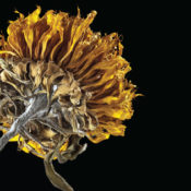 Dry dying sunflower