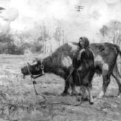Woman with a cow in a field