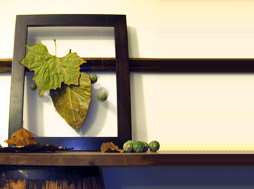 Leaves and seeds in frame.