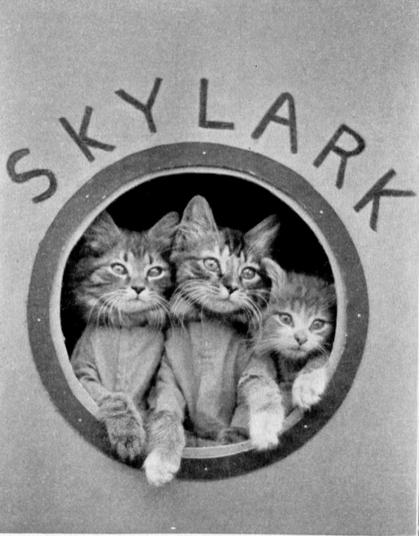Kittens peer out of a ship's porthole