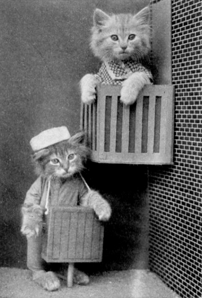 Kitten plays an organ box for another kitten who sits in a balcony.