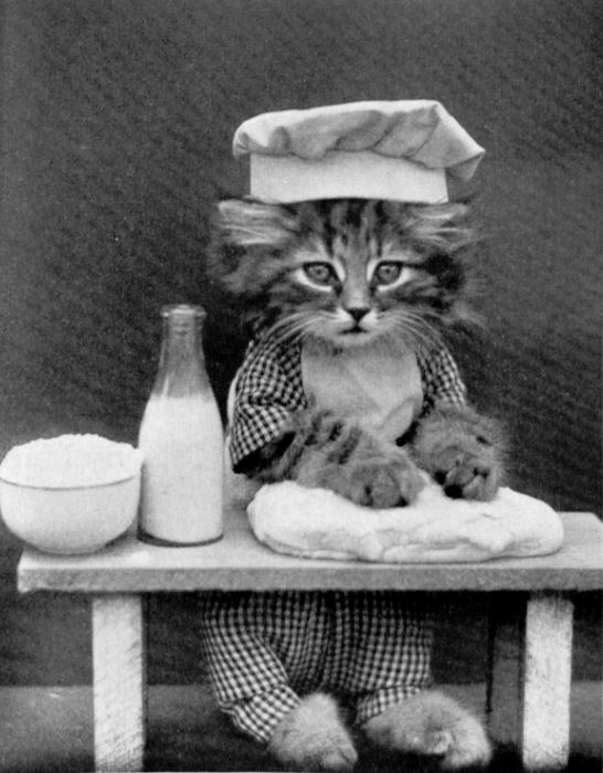 Kitten neading bread on a table.