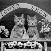 Kittens sell flowers at a table during a flower show.