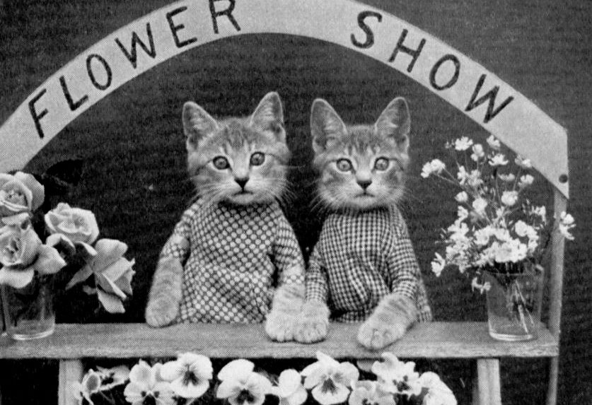 Kittens sell flowers at a table during a flower show.