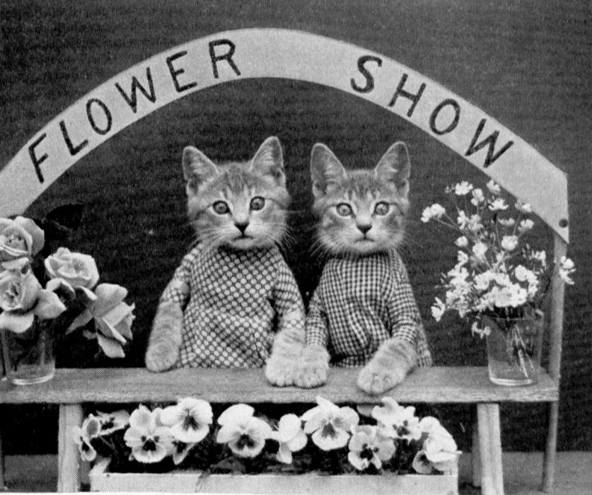 Kittens sell flowers at a table during a flower show.