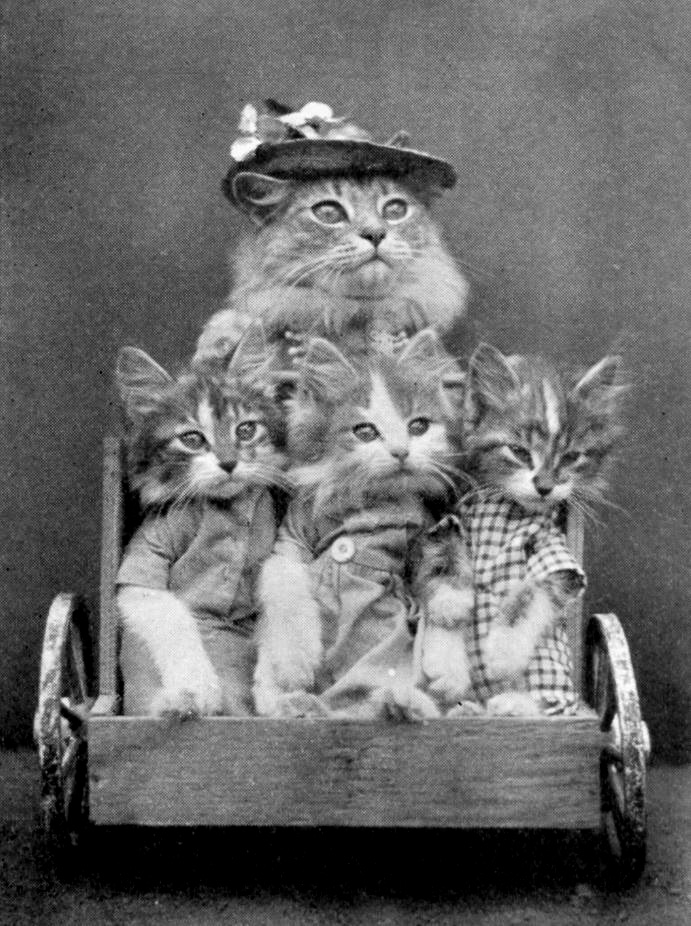 Mother cat pushing a wheelbarrow full of her kittens.