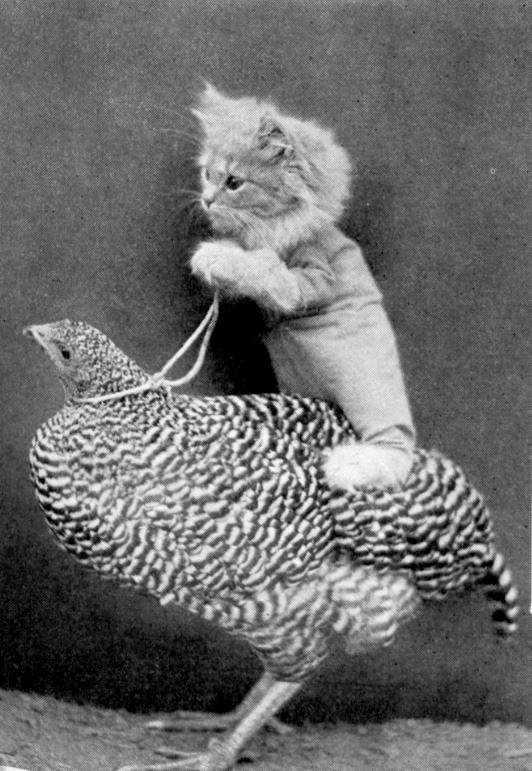 A kitten rides a chicken