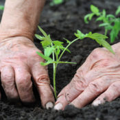 Hands planting tomato