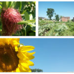 sunflower, corn, field
