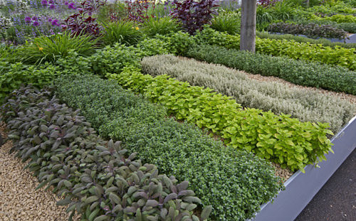 Rows of herbs in a garden.