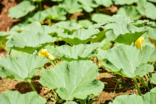 Close-up of vegetable leaves in soil.