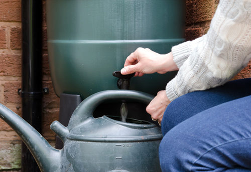 Gardener filling a watering pot.