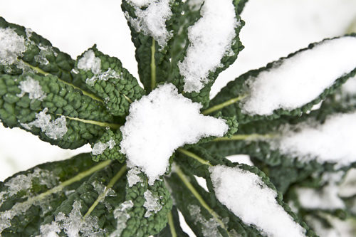 Snow on a plant