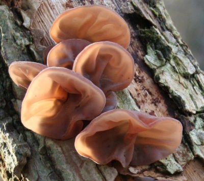 jews ear fungus