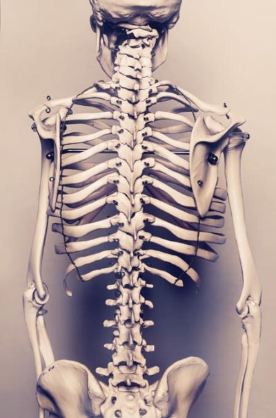 Back of skeleton