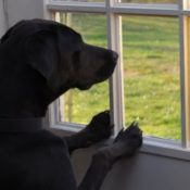 Dog at Window by K. Gray.