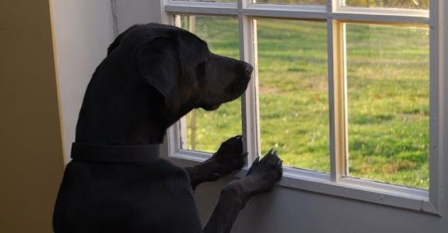 Dog at Window by K. Gray.