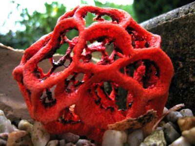 lattice stinkhorn