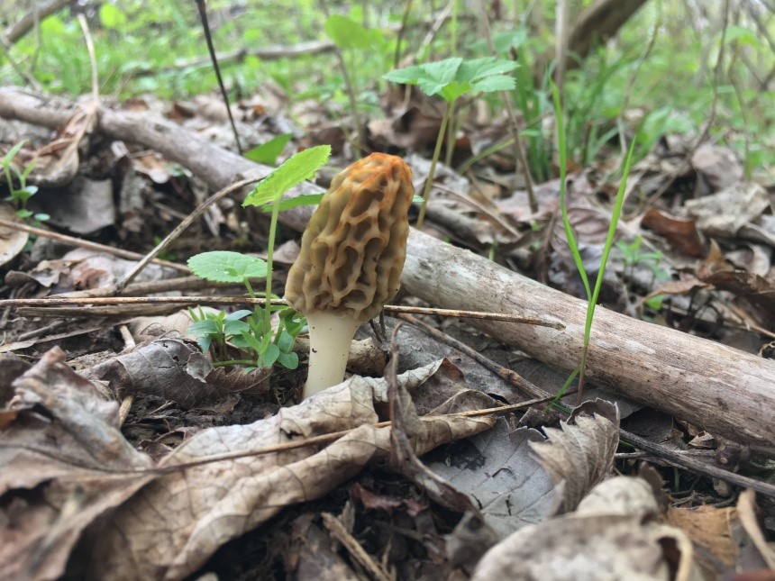 ’Tis the Season for Morel Hunting The Saturday Evening Post