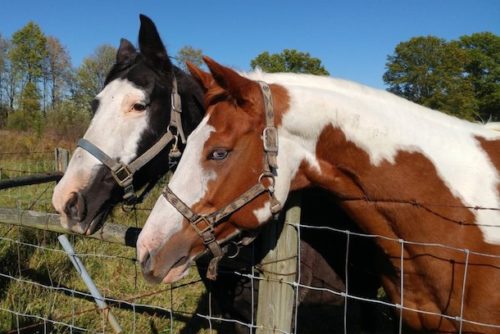 Horses