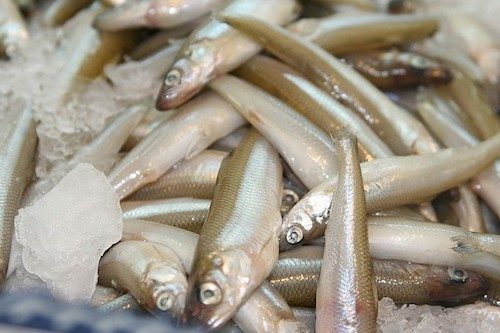 A pile of smelt fish