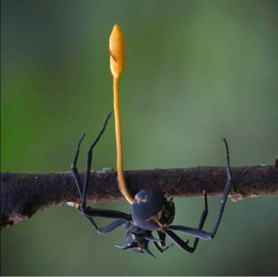 ophiocordyceps