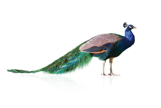 peacock