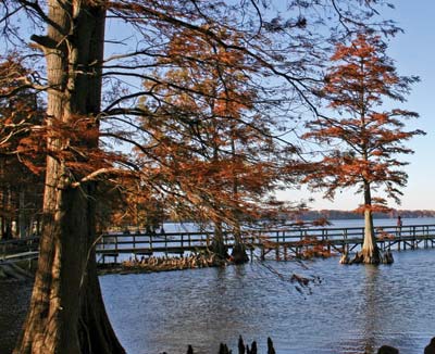 Autumn trees in a cold Tennessee lake.