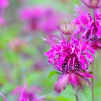 Bee Balm