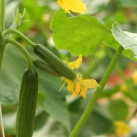 Cucumber Flowers