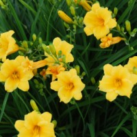 Daylilies