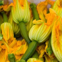 Squash Blossoms