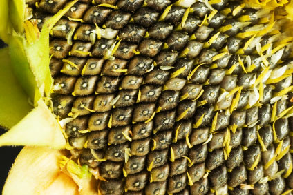 The seeds can be harvested once the flowers have turned brown. Late in the season, you can cut the flower heads off at the stem and hang the flowers upside down in an airy location to allow them to dry. Rub two flower heads together, and allow the seeds to drop onto a sheet or into a container. A small patch of giant sunflowers will produce a lot of seed for your birdfeeder this fall and winter.