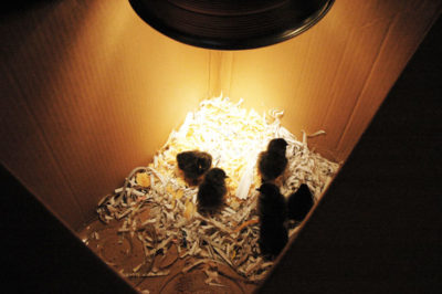 Six bantam ameraucuna chicks are introduced to their new home, a cardboard box, on October 1, 2009. The tenants have since grown and been transferred to a bigger, plastic tub. Photo by Josh Deckard.