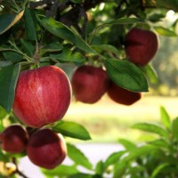 Apple Butter