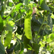 Peas growing in an garden.