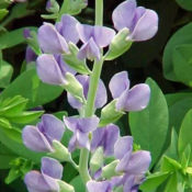 Baptisia