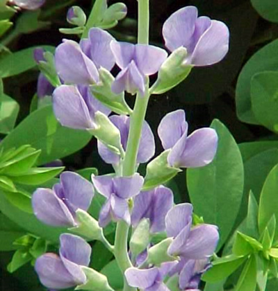 Baptisia