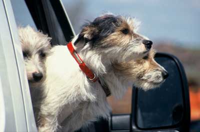 Dogs look out of a moving car window.