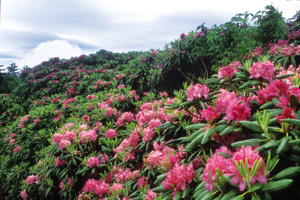 Azalea and Rhododendron blossom in the Smokies
